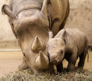 Rhino-mama-and-baby
