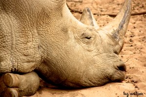 Closeup of a white rhino cow. 