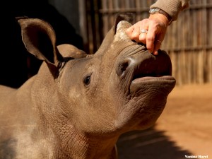Orphaned Baby Rhino