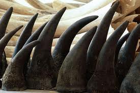 Rhino Horn Stockpiling