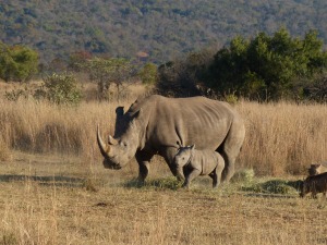 Mother and Baby White Rhino