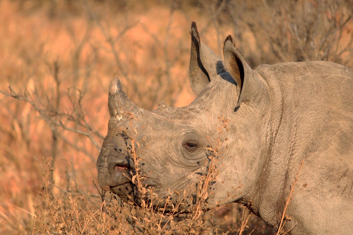Shaka, the orphaned rhino calf.