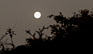 The Full Moon - July 12th, 2014