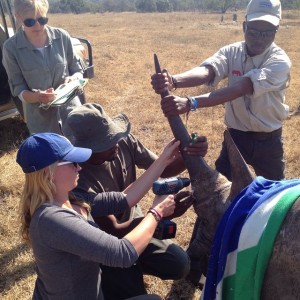 South African flag used to cover the tranquilized rhino's eyes while work is done on it. 